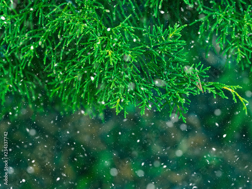Green fir tree winter christmas background. Branches texture. Forest nature. Snow fall flakes