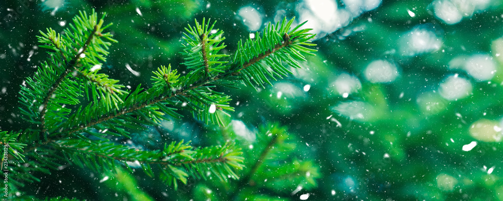 Green fir tree winter christmas background. Branches texture. Forest nature. Snow fall flakes - obrazy, fototapety, plakaty 