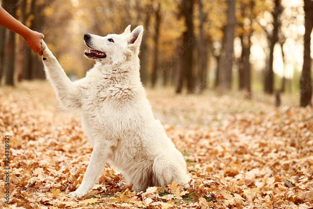 White swiss shepherd dog giving paw in autumn park - obrazy, fototapety, plakaty 