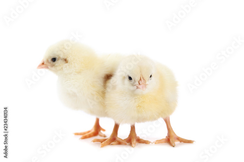 Little chicks isolated on white background