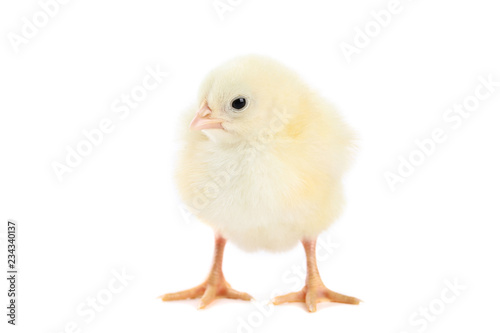 Little chick isolated on white background