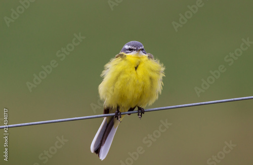 Gelber Vogel auf Draht aufgeplustert