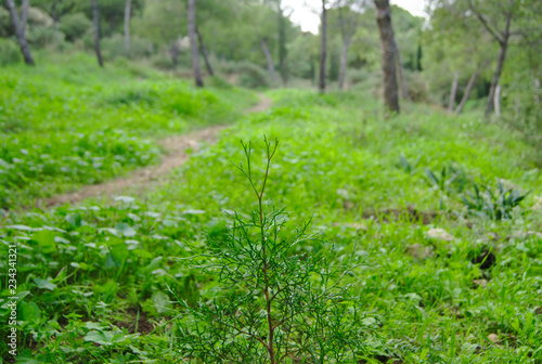 planta verde con camino de fondo 