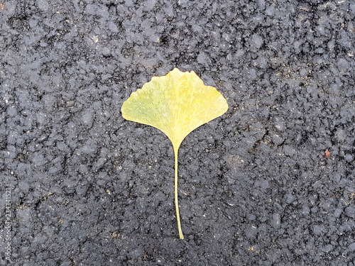 A single yellowed sheet of Gingobiloba lies on the new black asphalt. Autumn fallen leaves. Japanese flora on a black background. Postcard and banner with space for an inscription.