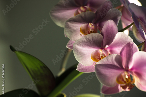 Purple Orchid flowers with green leaves on grey background in contrasting light. Background image  magazine