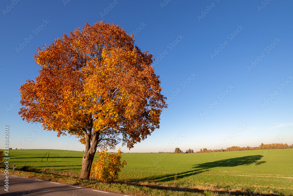 Autumn tree and blue sky Autumn tree and blue sky
