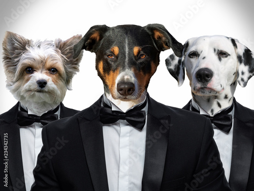 Hunde in einem Business Anzug 