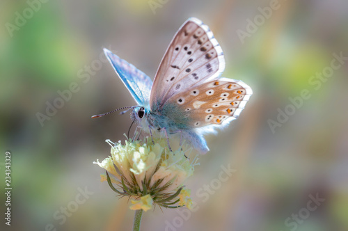beautiful colorful butterfly on colorful flowers blossom on spring meadow
