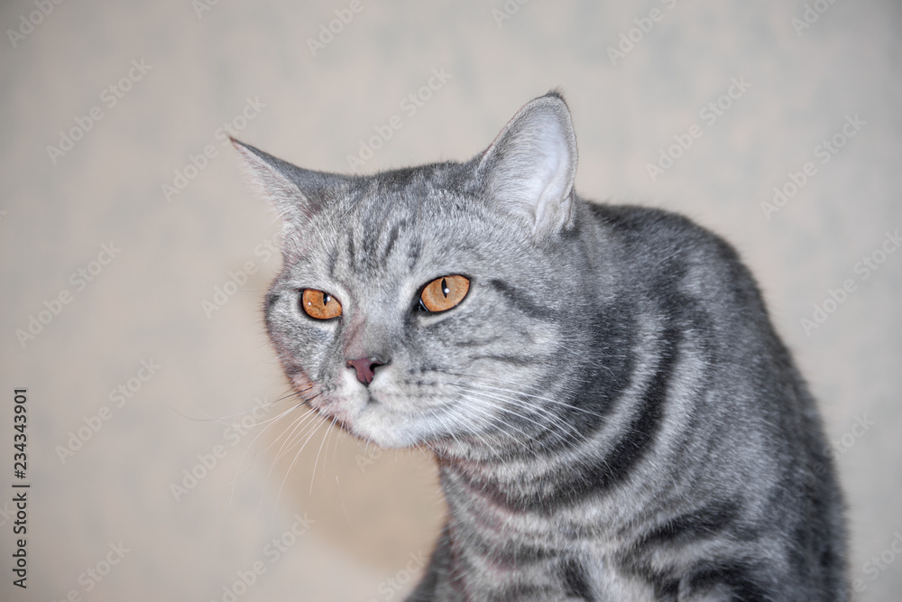 closeup portrait of gray angry severe and serious cat looking strictly and makes a hunchback