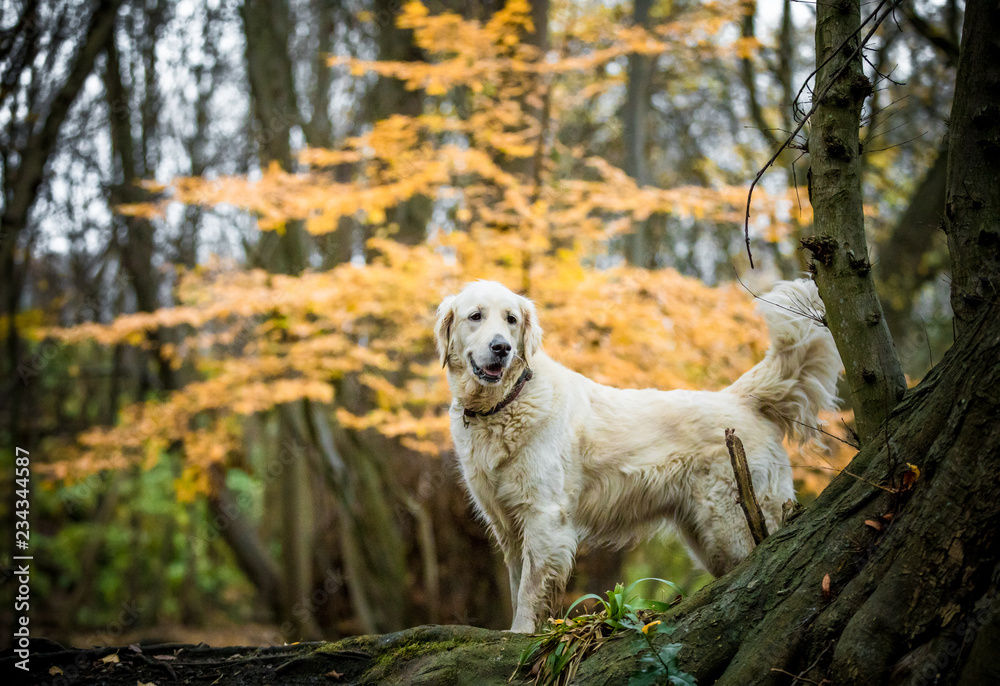 Φωτογραφία The Golden Retriever