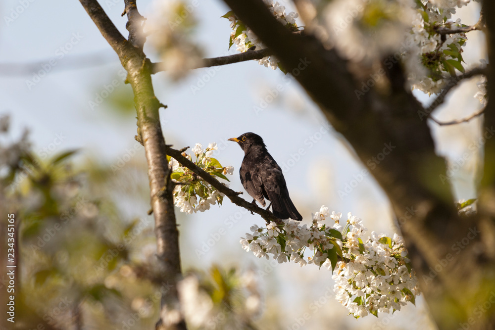 Obraz premium Amsel