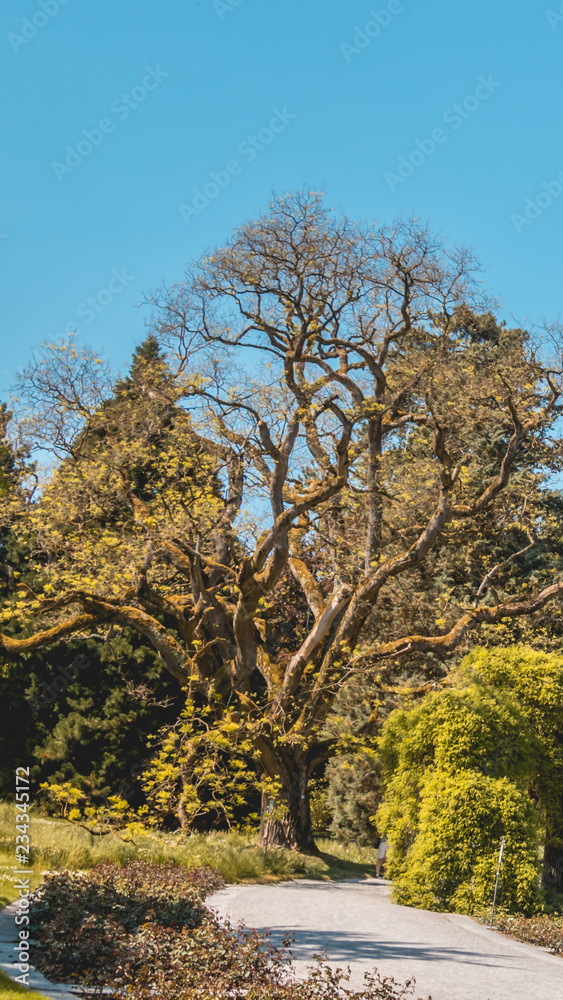 Smartphone HD wallpaper of beautiful view at the Mainau island - Bodensee - Bavaria - Germany Smartphone HD wallpaper of beautiful view at the Mainau island - Bodensee - Bavaria - Germany