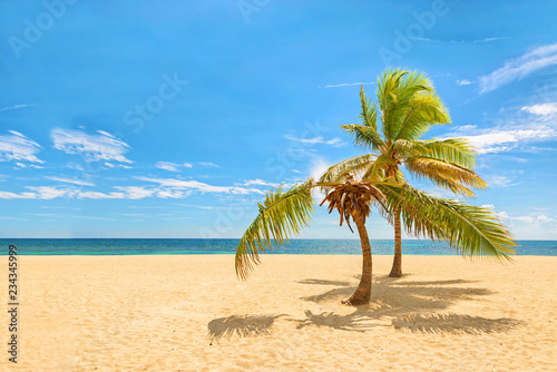 Palm trees in a tropical beach with blue sky   sea and sand on the background.