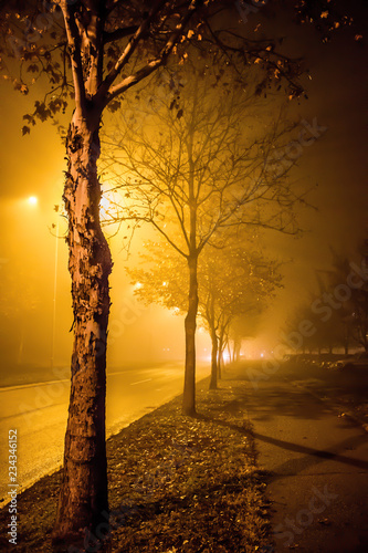 Trees in the fog at night