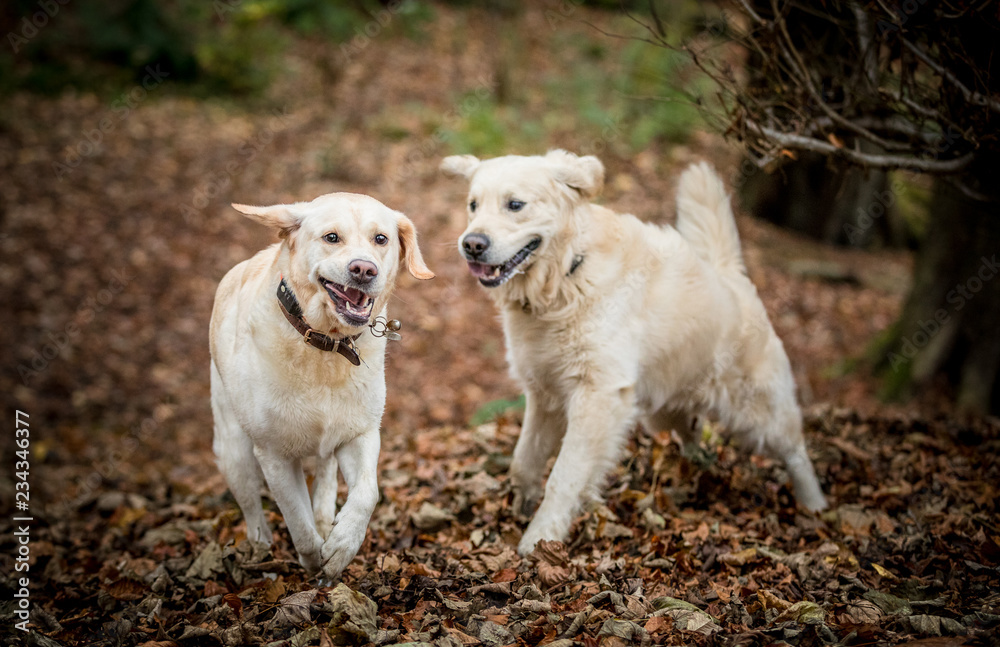 The Labrador