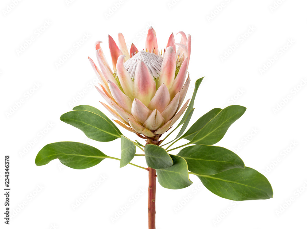 Ταπετσαρία close up of a beautiful tropical king protea flower (protea cynaroides) isolated