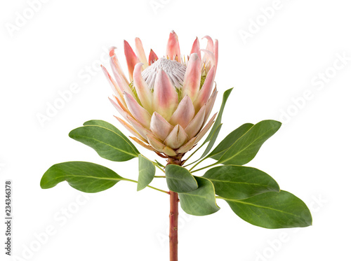 close up of a beautiful tropical king protea flower (protea cynaroides) isolated over a white background