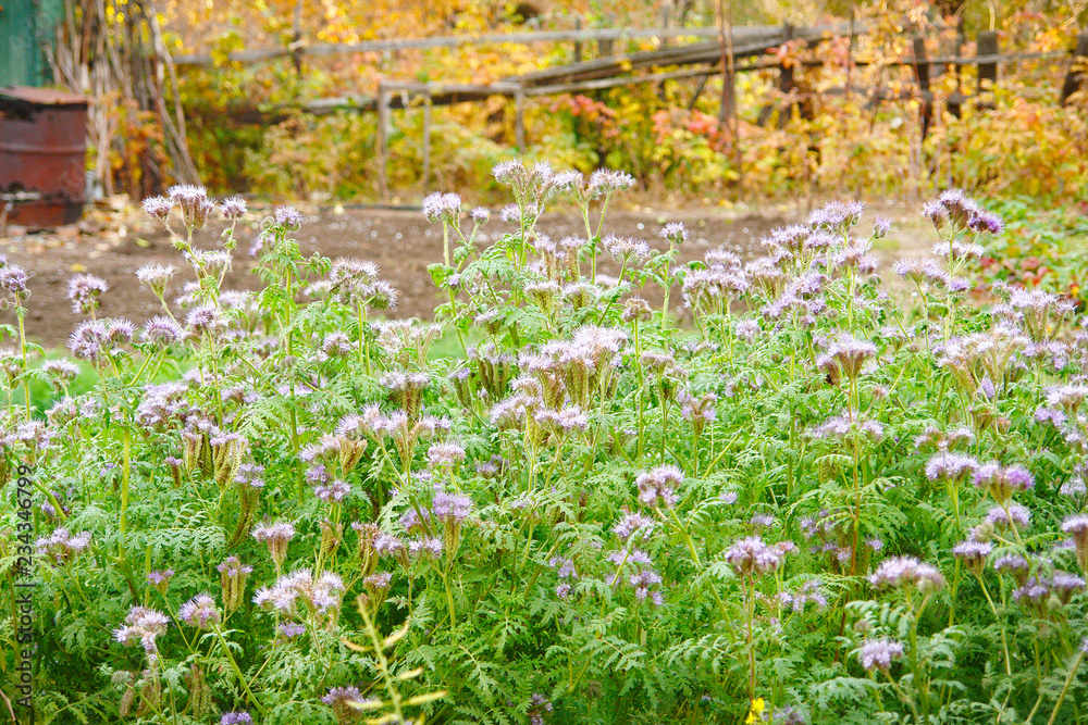 Fototapeta premium Purple flowers of Phacelia