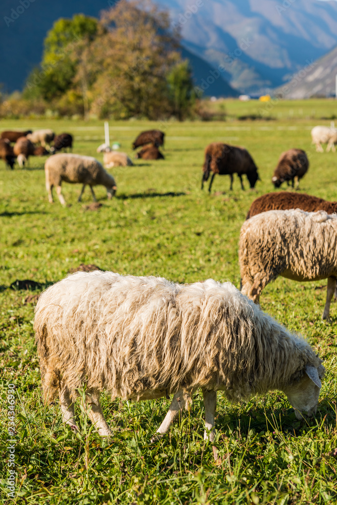 Fototapeta premium Traditional sheep pasture in Julian Alps mountains on grass