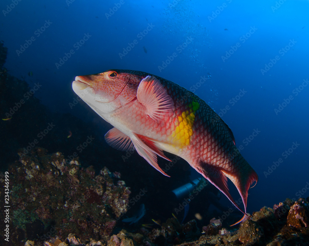 Mexican Hogfish /Bodianus Diplotaenia/ swims among reef. 