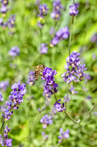 Bee on a lavender flower in a summer garden  close-up
