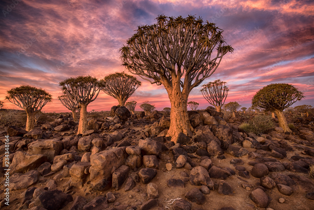 Foto Quiver Tree Forest