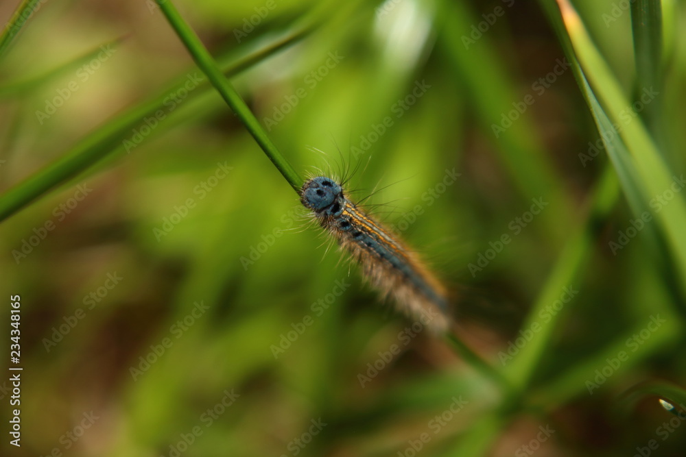 Сaterpillar crawls along a blade of grass. Malacosoma neustria Сaterpillar crawls along a blade of grass. Malacosoma neustria