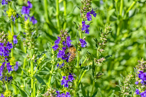 Fototapeta Naklejka Na Ścianę i Meble -  Bee on a hyssop flower in a summer garden, macro