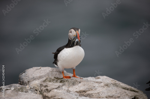 Atlantic puffin