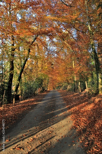 Paysage d'automne.