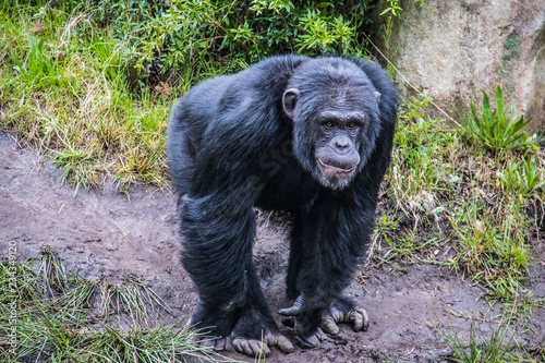 Сhimpanzee