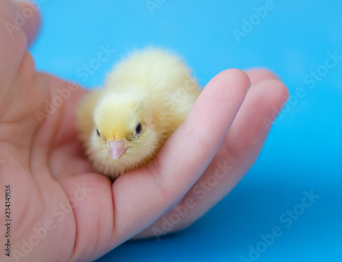 A small yellow quail chick in his hand on a blue background. Copy space