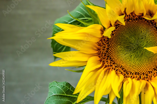 Fototapeta Naklejka Na Ścianę i Meble -  Sunflower isolated on gray background