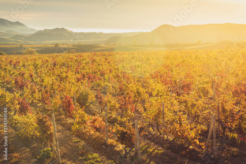 Fototapeta Naklejka Na Ścianę i Meble -  Vineyard with yellow-red leaves in autumn at sunset