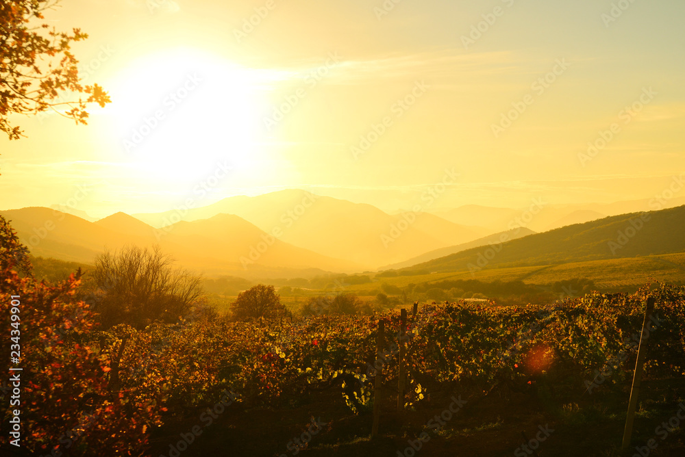 Fields of vineyards in the golden light of the setting sun