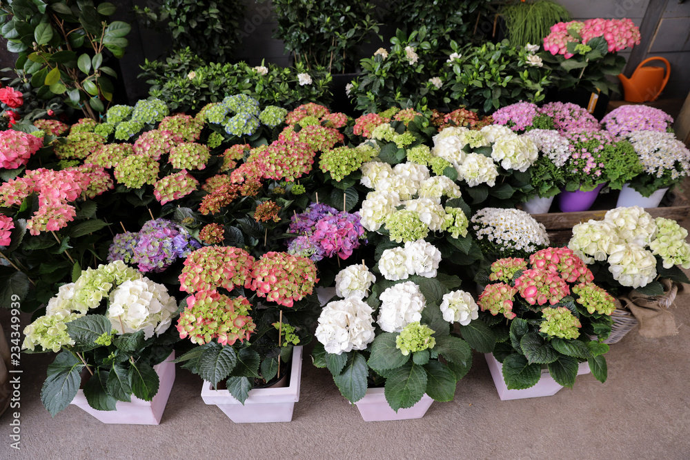 Variety of pink, white, lilac hydrangeas or Hydrangea macrophylla in the garden shop.