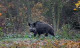 Wild Boar in forest Europe
