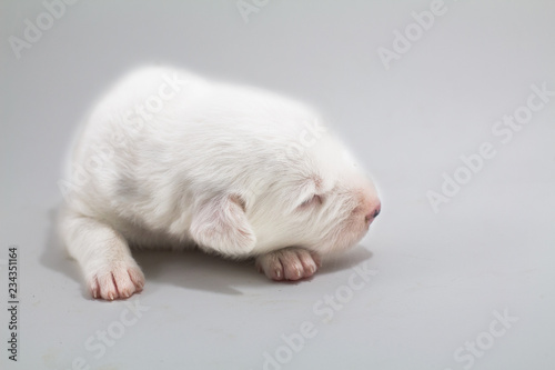 Cute puppies, white background, dog breed Bang Kaew Thai dog. © Stock.Foto.Touch