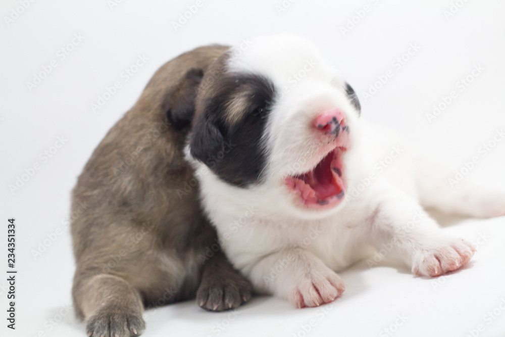 Obraz premium Cute puppies, white background, dog breed Bang Kaew Thai dog.