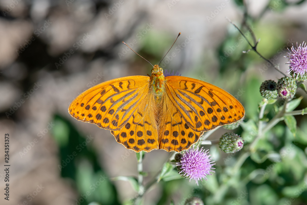 Fototapeta premium Nymphalidae / Cengaver / / Argynnis paphia