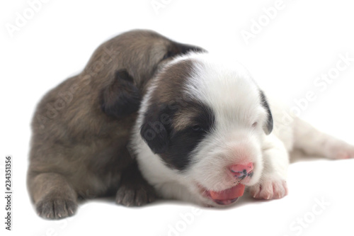 Cute puppy white background Thai Bang Kaew Dog