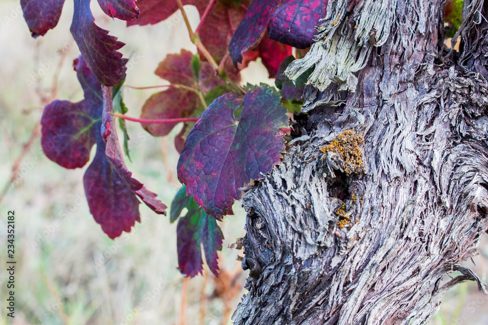 Close up of dry and damaged grape-bearing vine trunk with dried red leaves. End of harvest season in winemaking.