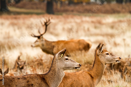 Deer in richmond park