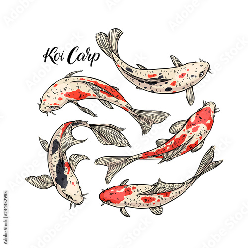 Koi Carp set