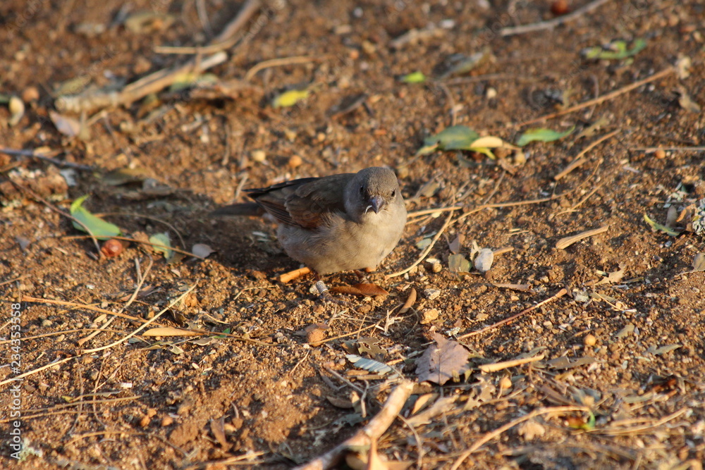 Obraz premium Sparrow on the ground