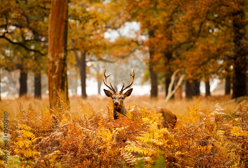 Foto Deer in richmond park