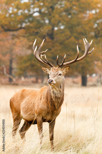 Fototapeta Naklejka Na Ścianę i Meble -  Deer in richmond park