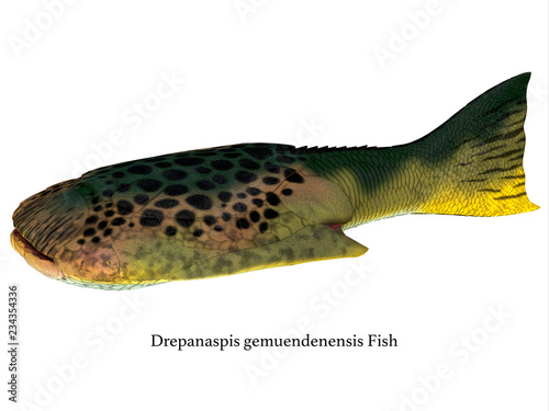 Drepanaspis Fish Side Profile with Font - Drepanaspis was a ray-like flattened fish that lived in Europe during the Devonian Period. photo