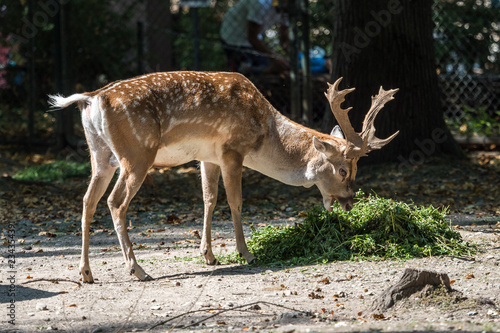 Mesopotamischer Damhirsch - Dama mesopotamica