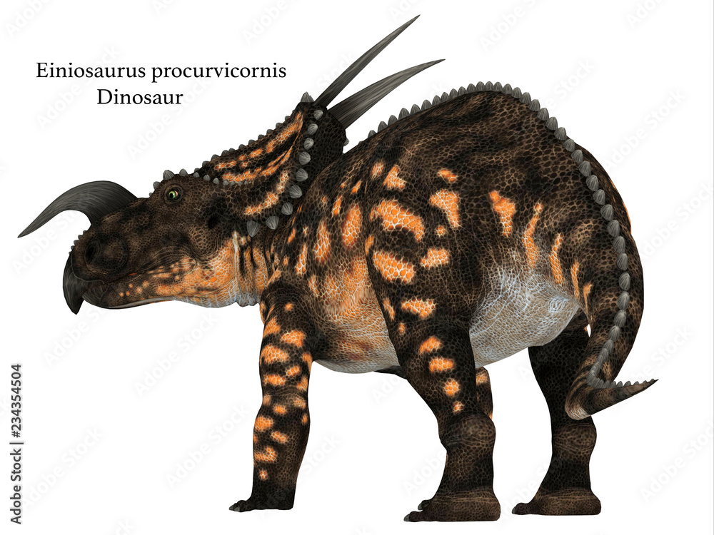 Einiosaurus Dinosaur Tail with Font - Einiosaurus was a Ceratopsian herbivore dinosaur that lived during the Cretaceous Period in North America.